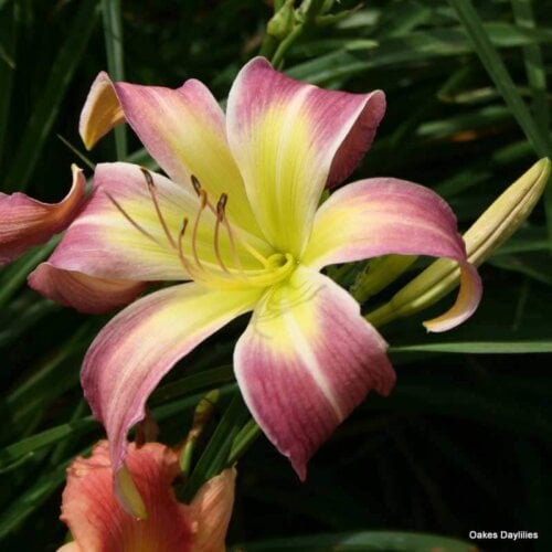 Oakes-Daylilies-Wilson-Spider-daylily-003