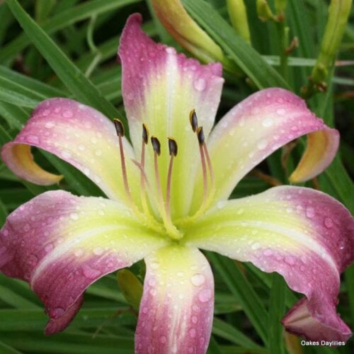 Oakes-Daylilies-Wilson-Spider-daylily
