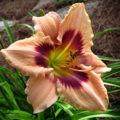 Oakes-Daylilies-Paper-Butterfly-daylily-002