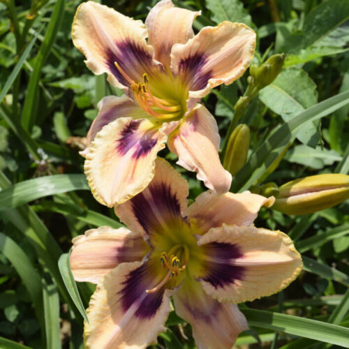 Oakes-Daylilies-Paper-Butterfly-daylily-003