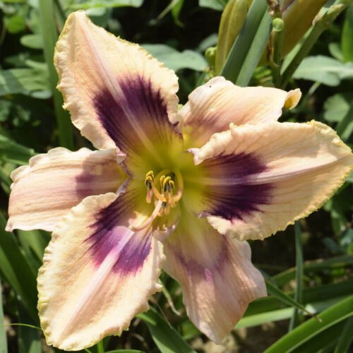 Oakes-Daylilies-Paper-Butterfly-daylily-004