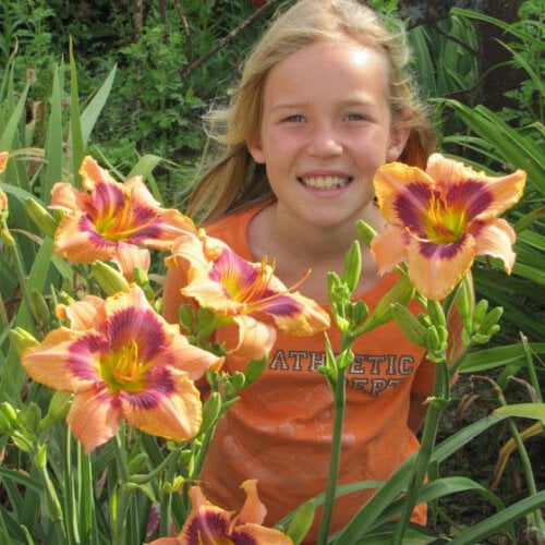 Oakes-Daylilies-Paper-Butterfly-daylily-005