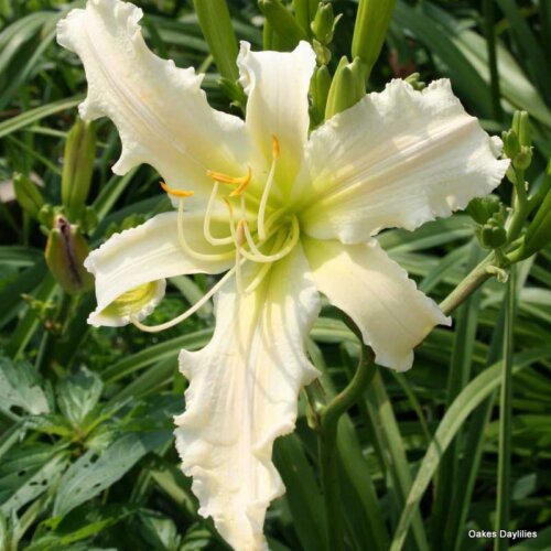 Oakes-Daylilies-Heavenly-Angel-Ice-daylily-001