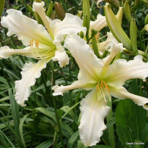 Oakes-Daylilies-Heavenly-Angel-Ice-daylily-003