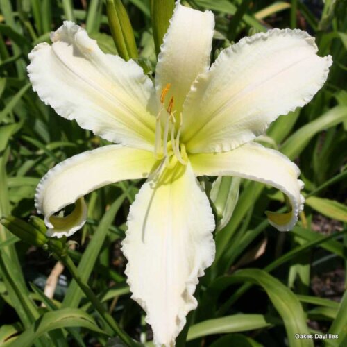 Oakes-Daylilies-Heavenly-Angel-Ice-daylily-004