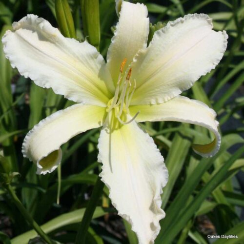 Oakes-Daylilies-Heavenly-Angel-Ice-daylily-005