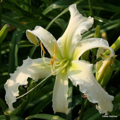 Oakes-Daylilies-Heavenly-Angel-Ice-daylily