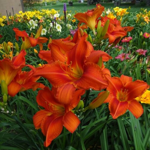 bright-orange-daylily-in-field-of yellow-and-purple-flowers