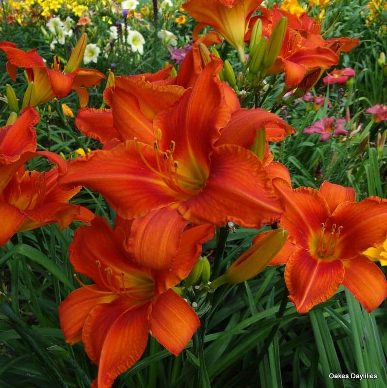 bright- red-orange- daylily-with-red-eyezone