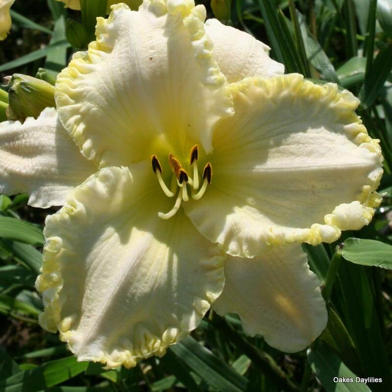 Marque Moon daylily