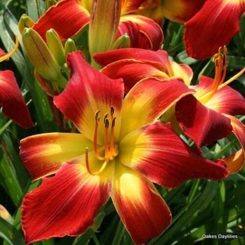 Oakes-Daylilies-All-American-Chief-daylily-002