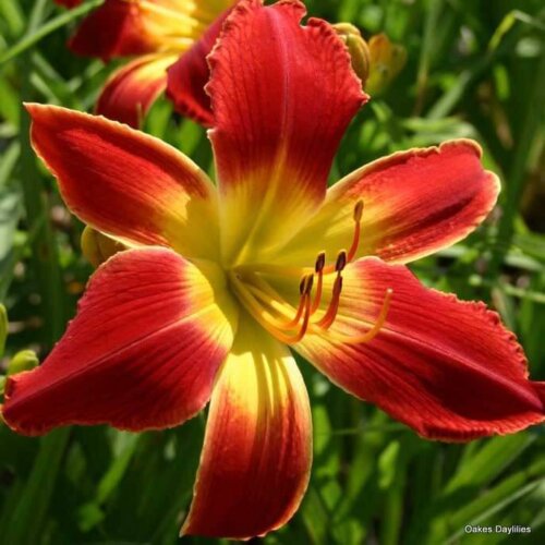 Oakes-Daylilies-All-American-Chief-daylily-003