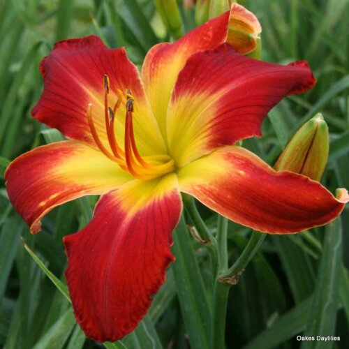 Oakes-Daylilies-All-American-Chief-daylily-004