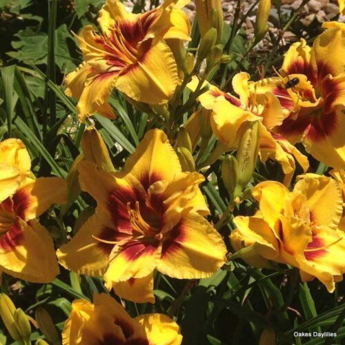 Oakes-Daylilies-Mount-Helena-daylily-007