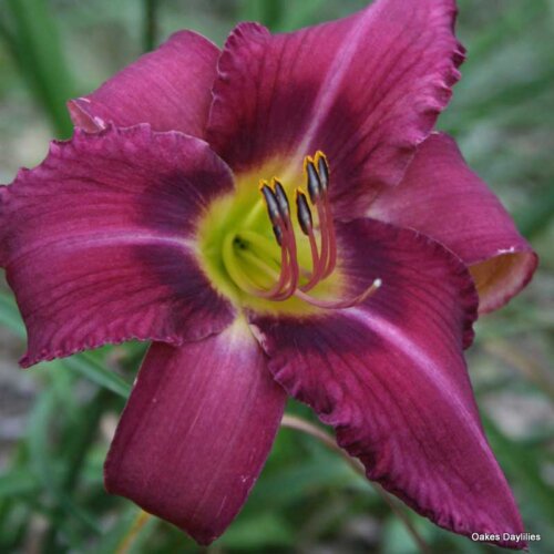 Oakes-Daylilies-Mountain-Violet-daylily-001