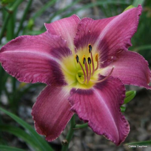 Oakes-Daylilies-Mountain-Violet-daylily-002
