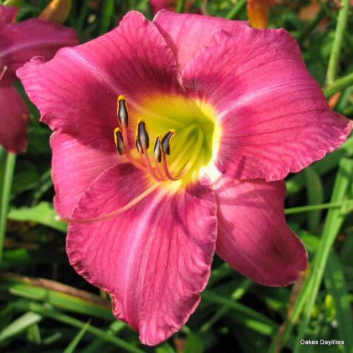 Oakes-Daylilies-Mountain-Violet-daylily-004