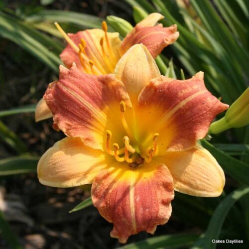Oakes-Daylilies-Prairie-Blossoms-daylily-001