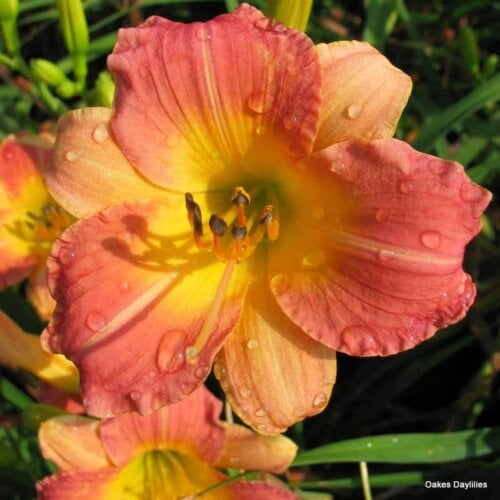 Oakes-Daylilies-Prairie-Blossoms-daylily-002
