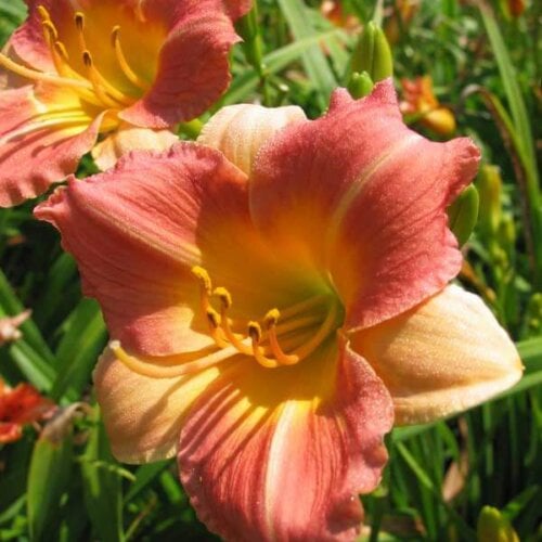 Oakes-Daylilies-Prairie-Blossoms-daylily-003