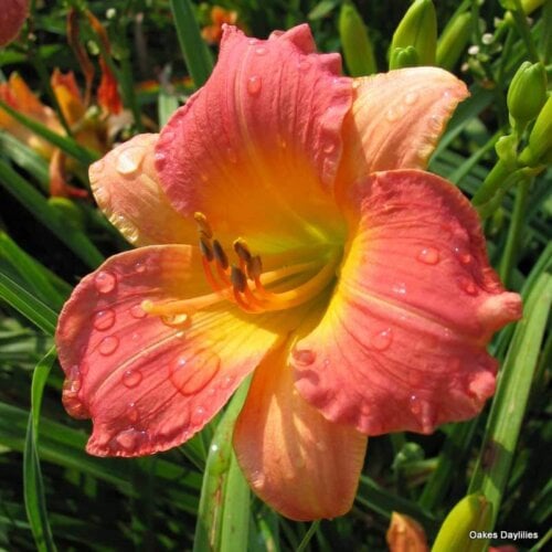 Oakes-Daylilies-Prairie-Blossoms-daylily-004