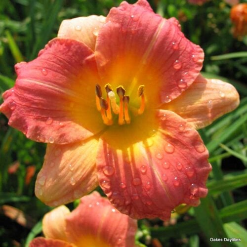 Oakes-Daylilies-Prairie-Blossoms-daylily-005