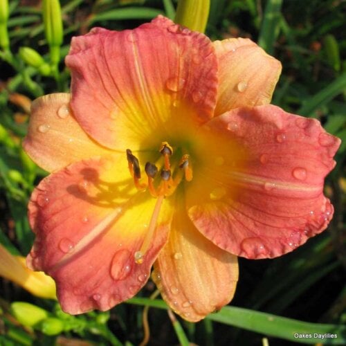 Oakes-Daylilies-Prairie-Blossoms-daylily-006