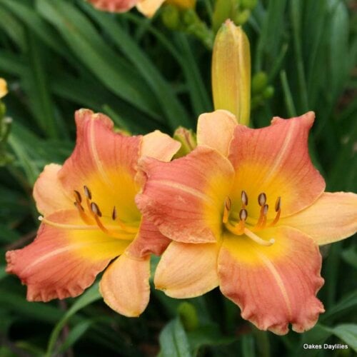 Oakes-Daylilies-Prairie-Blossoms-daylily