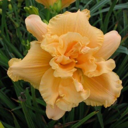 peach double daylily