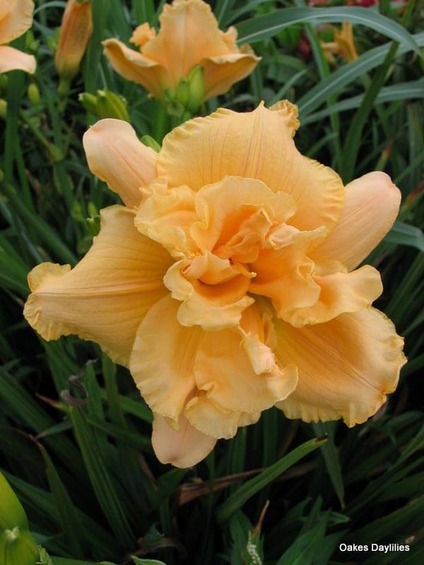 peach double daylily