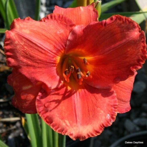 Oakes-Daylilies-Coral-Majority-daylily-004