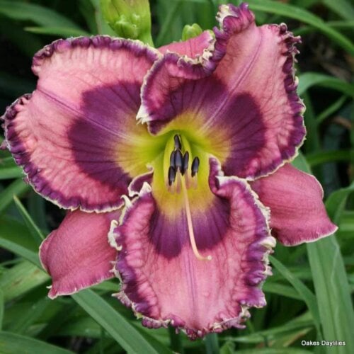 Oakes-Daylilies-God-Save-The-Queen-daylily-001