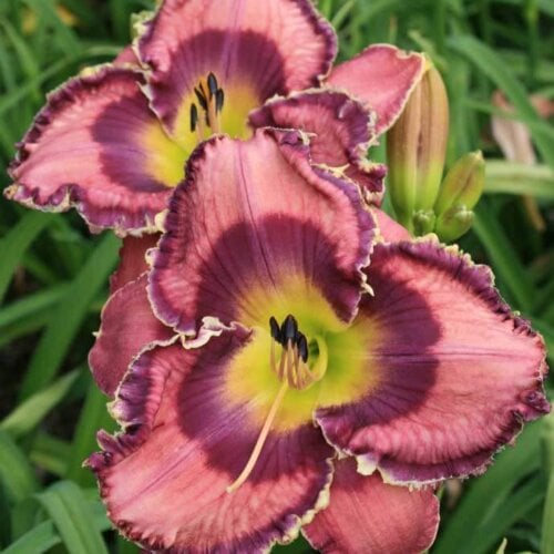 Oakes-Daylilies-God-Save-The-Queen-daylily-002