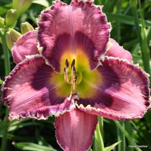 Oakes-Daylilies-God-Save-The-Queen-daylily-003