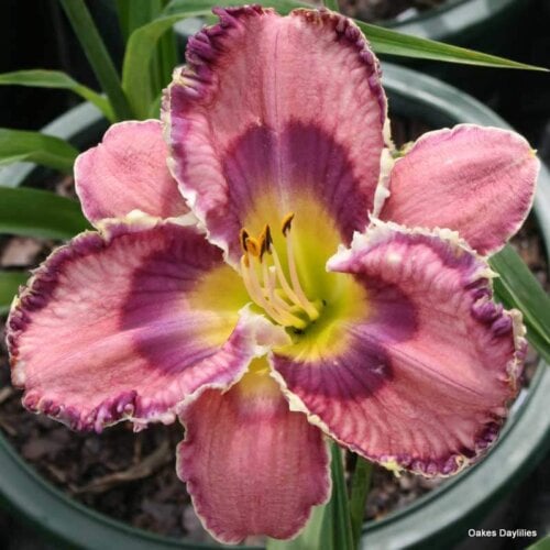 Oakes-Daylilies-God-Save-The-Queen-daylily-004