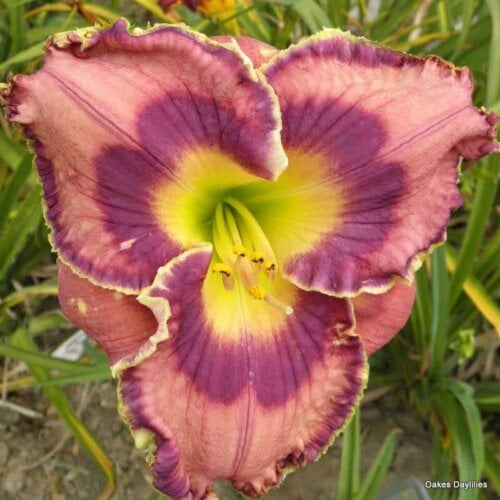 Oakes-Daylilies-God-Save-The-Queen-daylily-005