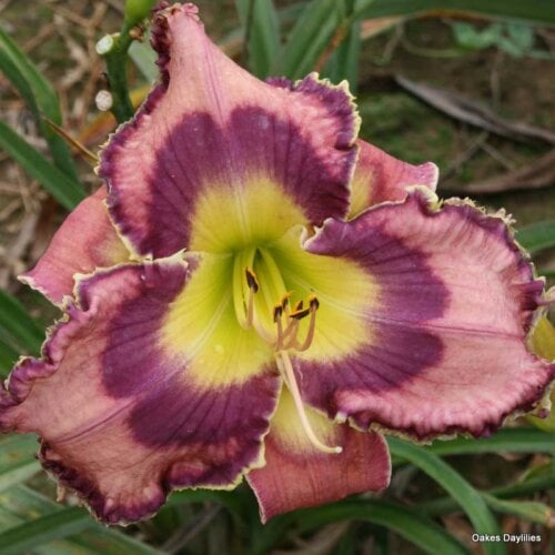 Oakes-Daylilies-God-Save-The-Queen-daylily