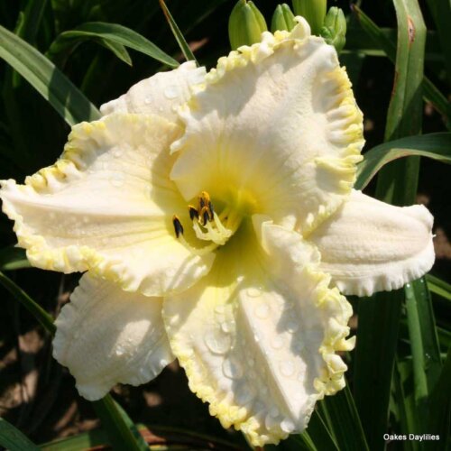Oakes-Daylilies-Marque-Moon-001