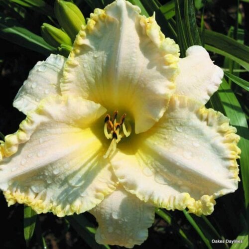 Oakes-Daylilies-Marque-Moon-002