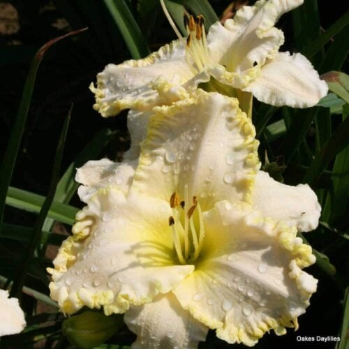 Oakes-Daylilies-Marque-Moon-003