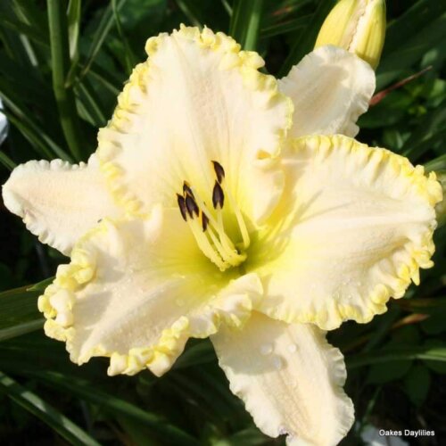 Oakes-Daylilies-Marque-Moon