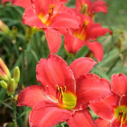Oakes-Daylilies-Rooten-Tooten-Red-daylily-001