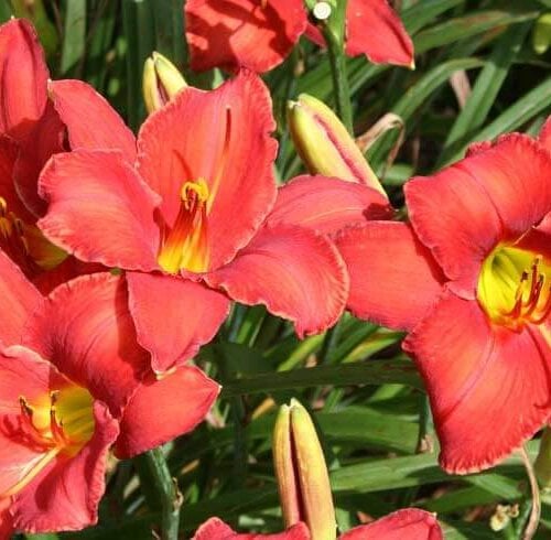 Oakes-Daylilies-Rooten-Tooten-Red-daylily-002