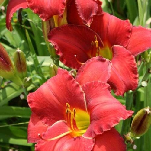Oakes-Daylilies-Rooten-Tooten-Red-daylily-003