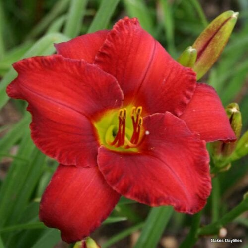 Oakes-Daylilies-Rooten-Tooten-Red-daylily-004