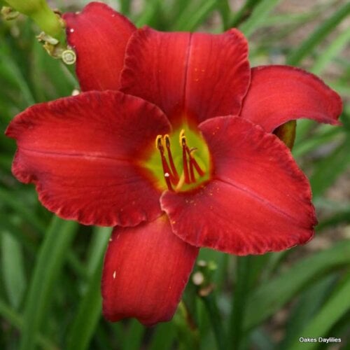 Oakes-Daylilies-Rooten-Tooten-Red-daylily-005