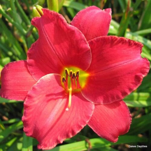 Oakes-Daylilies-Rooten-Tooten-Red-daylily-006