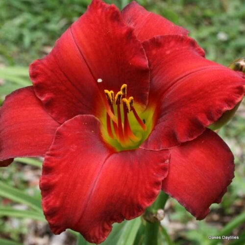 Oakes-Daylilies-Rooten-Tooten-Red-daylily
