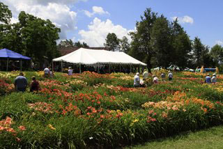 Oakes-Daylilies-Festival