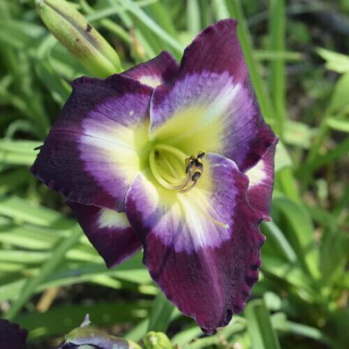 Another Night daylily
